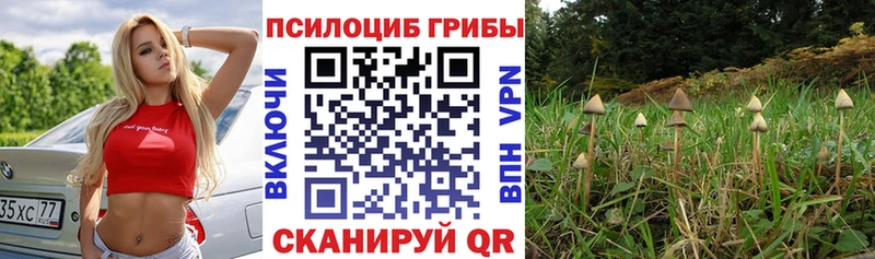 магазин  наркотиков  Мосальск  Псилоцибиновые грибы Psilocybine cubensis 